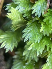 Fissidens bryoides
