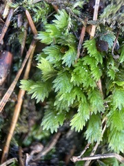 Fissidens bryoides