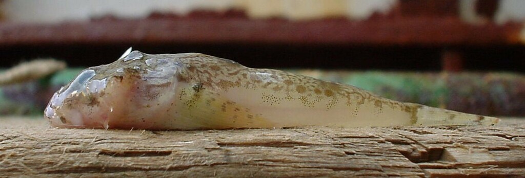 Dydymov's Hookear Sculpin