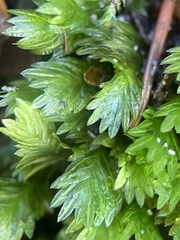Fissidens bryoides