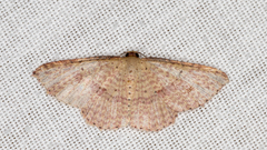 Epicyme rubropunctaria