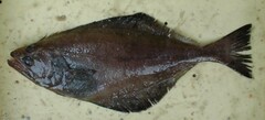 Kamchatka Flounder photo 1