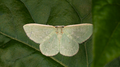 Cenochlora quieta