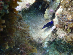 Microspathodon chrysurus