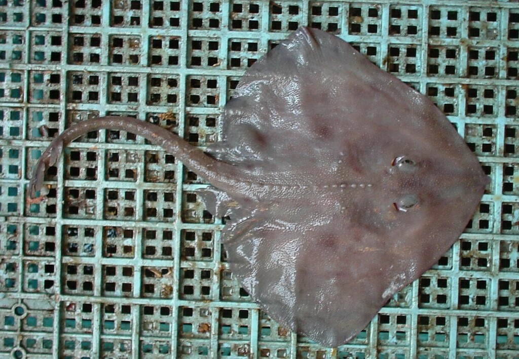 Aleutian skate (Bathyraja aleutica) — Arhynchobatidae