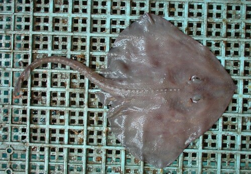 Aleutian skate (Bathyraja aleutica) — Arhynchobatidae