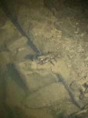 Astacopsis