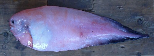 Emarginate Snailfish