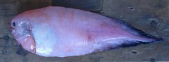 Careproctus furcellus