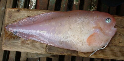 Emarginate Snailfish