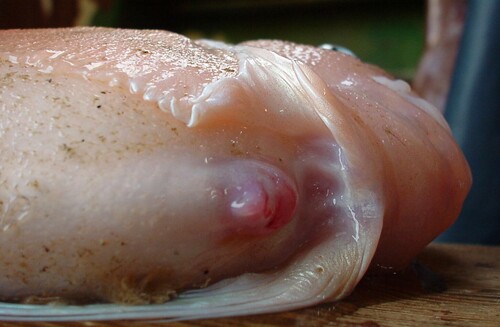 Emarginate Snailfish