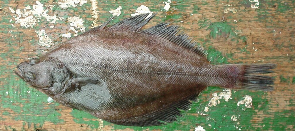 Sohachi Flounder