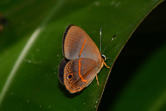 Euselasia violetta