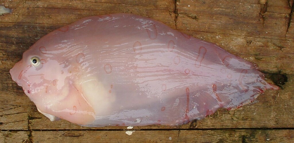 Barred Snailfish