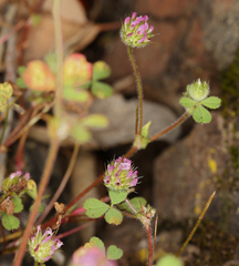 Trifolium microcephalum