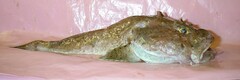 Dasycottus setiger
