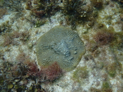 Pseudodiploria clivosa
