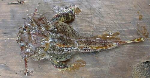 antlered sculpin