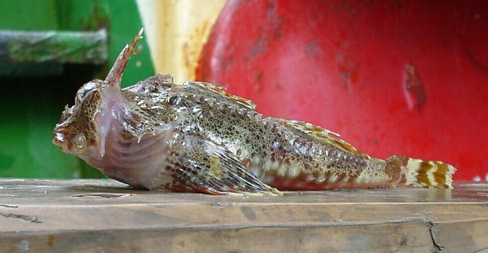 Antlered Sculpin