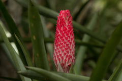 Quesnelia quesneliana