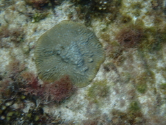 Pseudodiploria clivosa