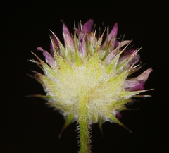 Trifolium microcephalum