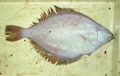 Shotted Halibut photo 3