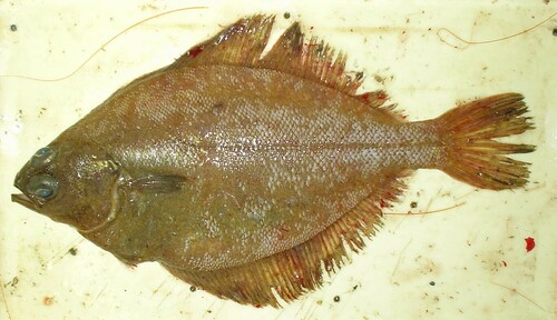 Roundnose flounder (Eopsetta grigorjewi) — Pleuronectidae — 2