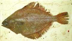 Shotted Halibut photo 2
