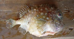 Eumicrotremus asperrimus