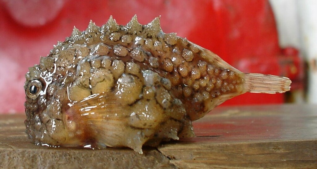 Schmidt's Lumpsucker