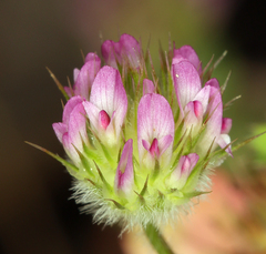 Trifolium microcephalum