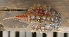 Eumicrotremus schmidti