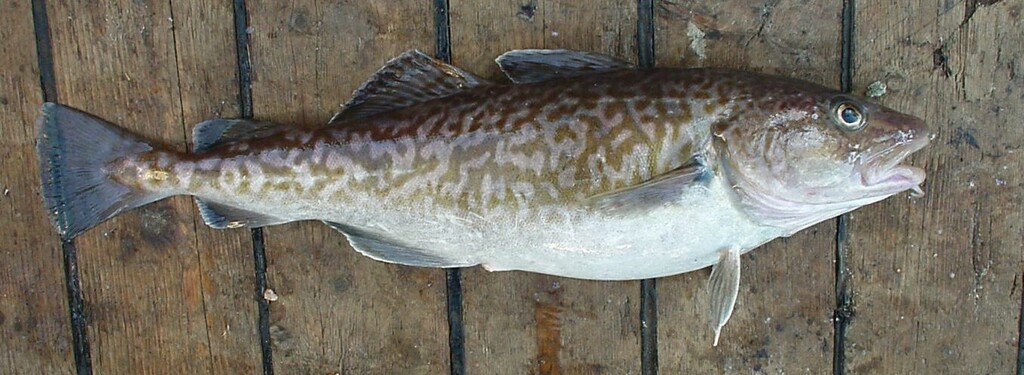 Pacific Cod on August 13, 2000 at 08:39 AM by sergeymakeev. Observation ...