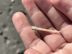 Graptacme eborea