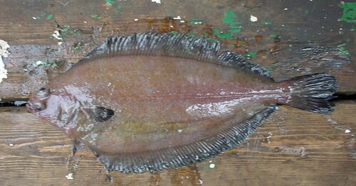 Zwartvin-tongschar (Glyptocephalus stelleri) — Pleuronectidae — 2