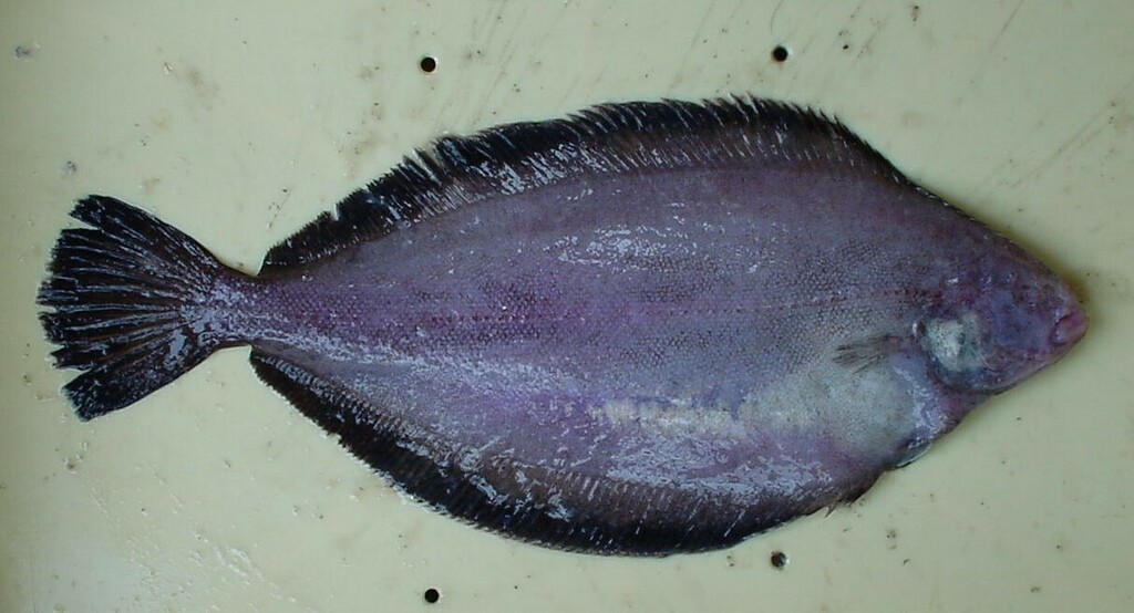 Blackfin flounder (Glyptocephalus stelleri) — Pleuronectidae