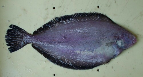Blackfin flounder (Glyptocephalus stelleri) — Pleuronectidae