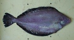 Korean Flounder photo 1