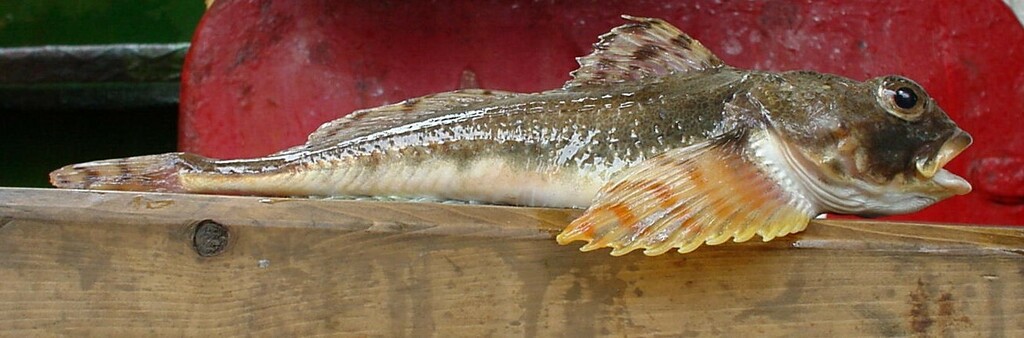 Purplegray sculpin (Gymnocanthus detrisus) — Cottidae