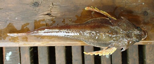 Purplegray sculpin (Gymnocanthus detrisus) — Cottidae — 2