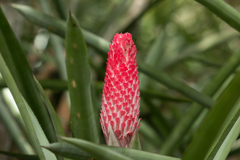 Quesnelia quesneliana