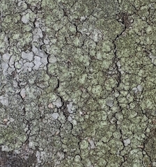 Hyperphyscia adglutinata