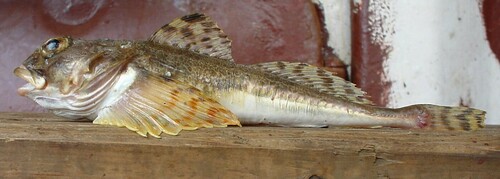 Blackedged sculpin (Gymnocanthus herzensteini) — Cottidae
