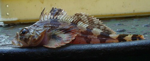 Gilbert's Irish lord (Hemilepidotus gilberti) — Cottidae