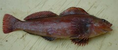 Hexagrammos lagocephalus
