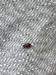 Endomychus biguttatus