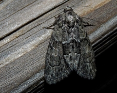 Cryphia fraudatricula