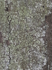 Hyperphyscia adglutinata