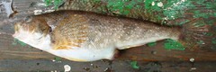 Hexagrammos stelleri